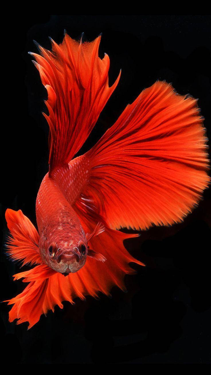 魚 桌布 壁紙 — 一條鮮紅色的鬥魚，魚鰭飄逸，在純黑背景中閃耀光芒。