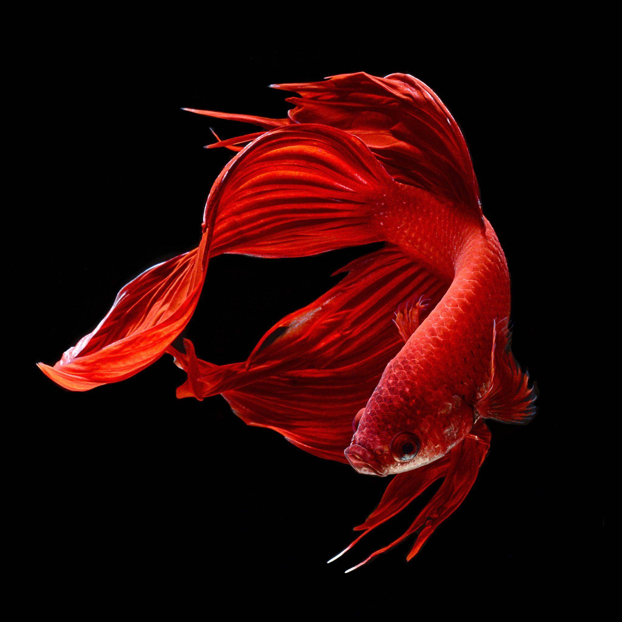 Betta Fish 桌布 壁紙 — 一條鮮紅色的鬥魚，魚鰭飄逸，在純黑背景下優雅地游動。