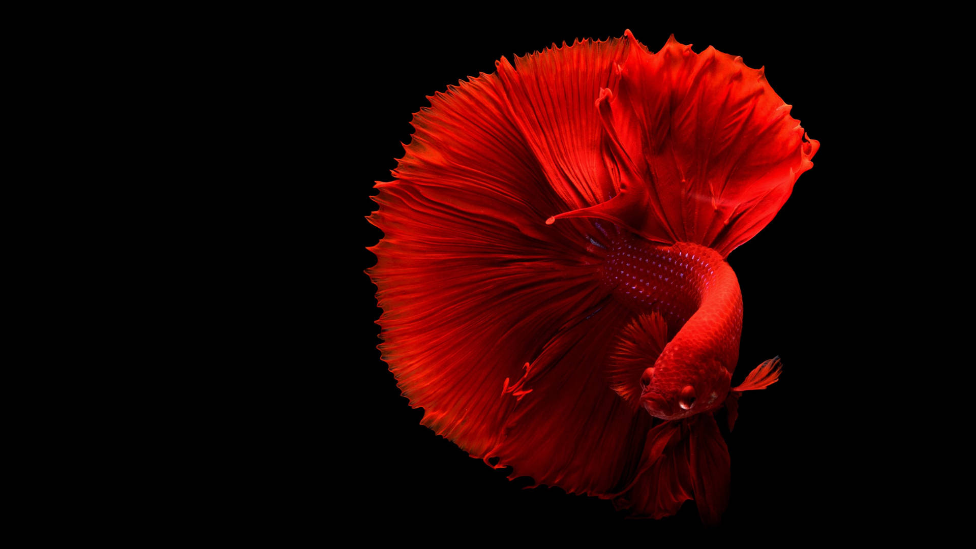Betta Fish 桌布 壁紙 — 一條鮮紅色的鬥魚，魚鰭飄逸，在純黑色背景上閃耀著光芒。
