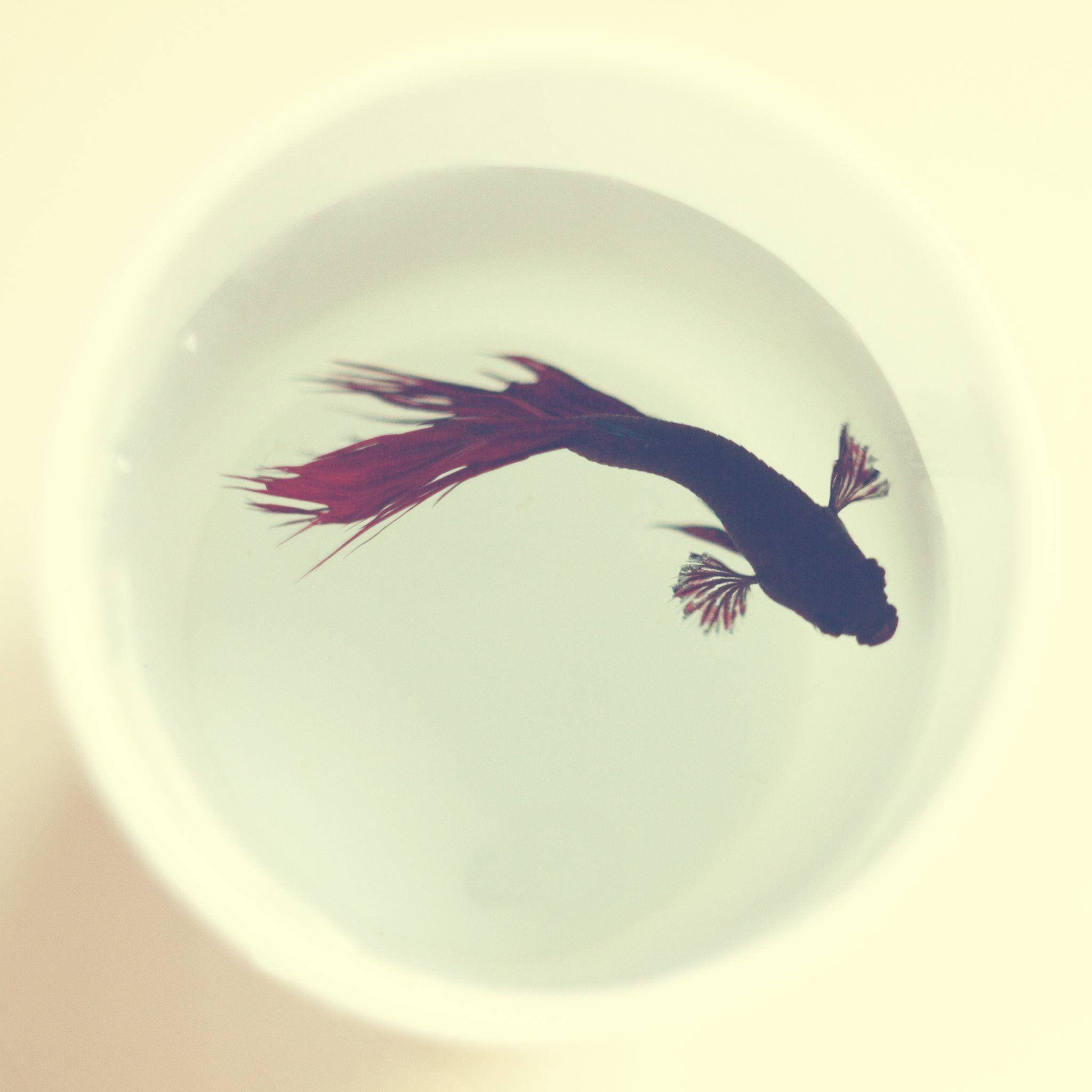 Betta Fish 桌布 壁紙 — 一條鮮紅色的鬥魚在淺白色碗中優雅地游動，背景是柔和的奶油色。
