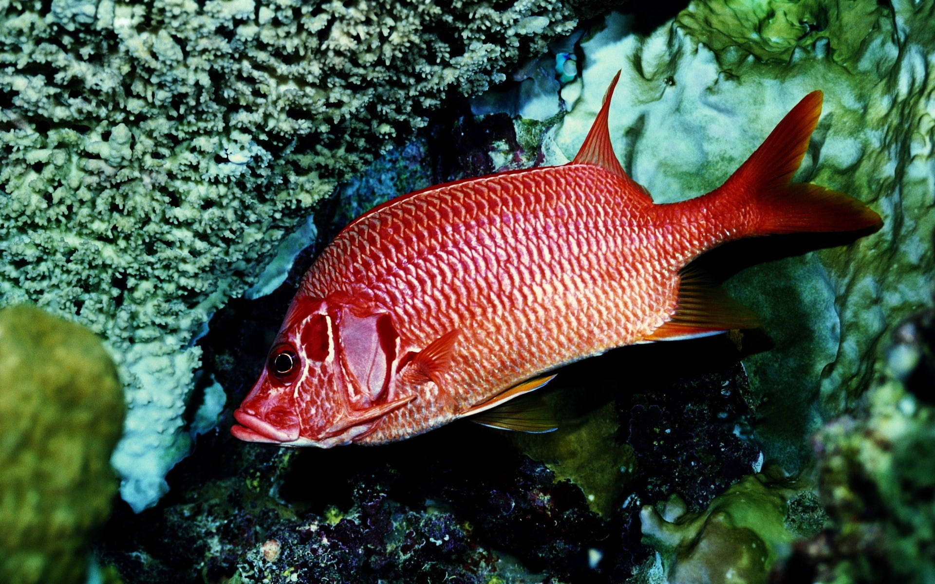 水下動畫 桌布 壁紙 — 一條鮮紅色的魚，帶有複雜的鱗片，在清澈的水下水中優雅地游近有紋理的珊瑚結構。