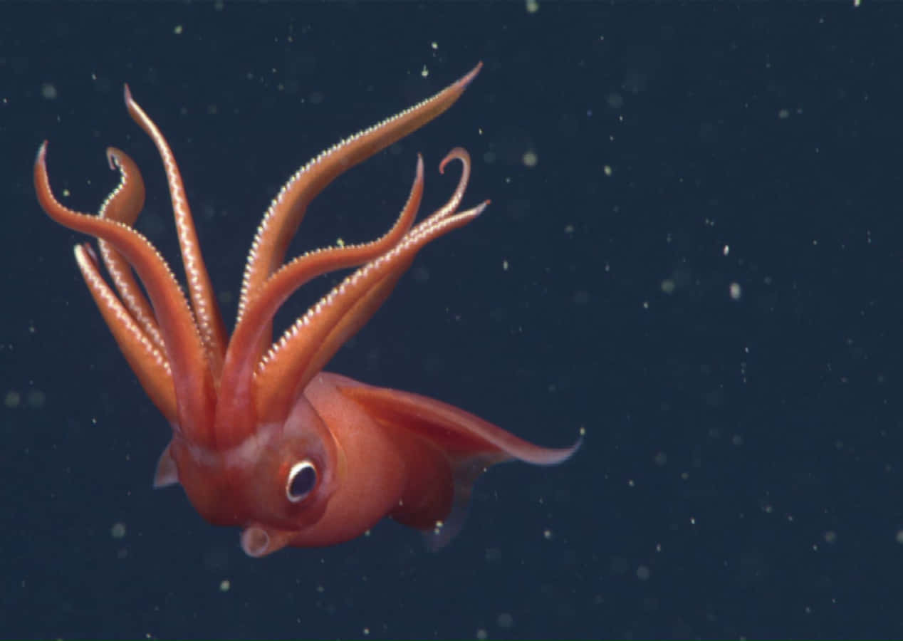 squid 桌布 壁紙 — 一條鮮紅色的魷魚帶著長長的觸手，在佈滿漂浮粒子的黑暗海水中滑行。