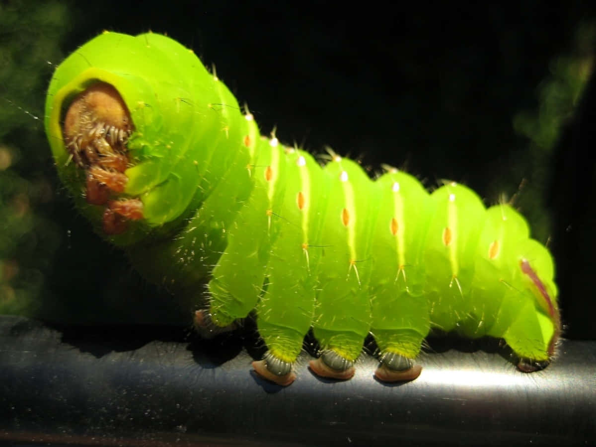 Caterpillar Insect 桌布 壁紙 — 一條鮮綠色、帶有橙色斑點和細毛的毛毛蟲，在明亮的陽光下於深色管道上爬行。