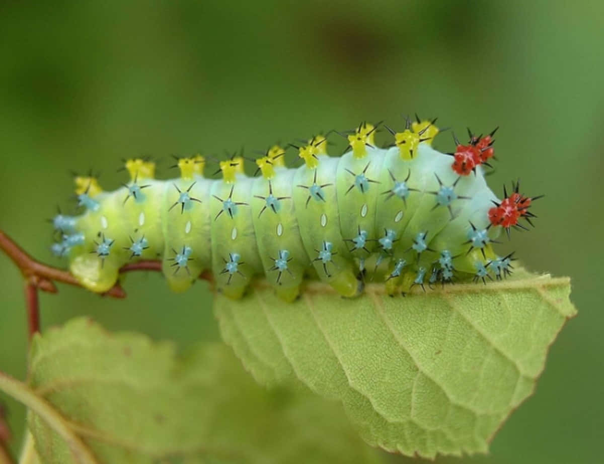 Caterpillar Insect 桌布 壁紙 — 一條鮮綠色、帶有藍色、黃色和紅色刺的毛毛蟲，在柔和自然光下停留在葉片上。