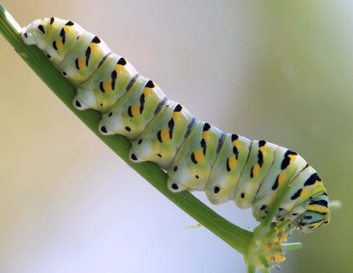 Caterpillar Insect 桌布 壁紙 — 一條鮮綠色、帶有黃色和黑色斑點的毛蟲，沿著纖細的植物莖爬行，背景柔和模糊。