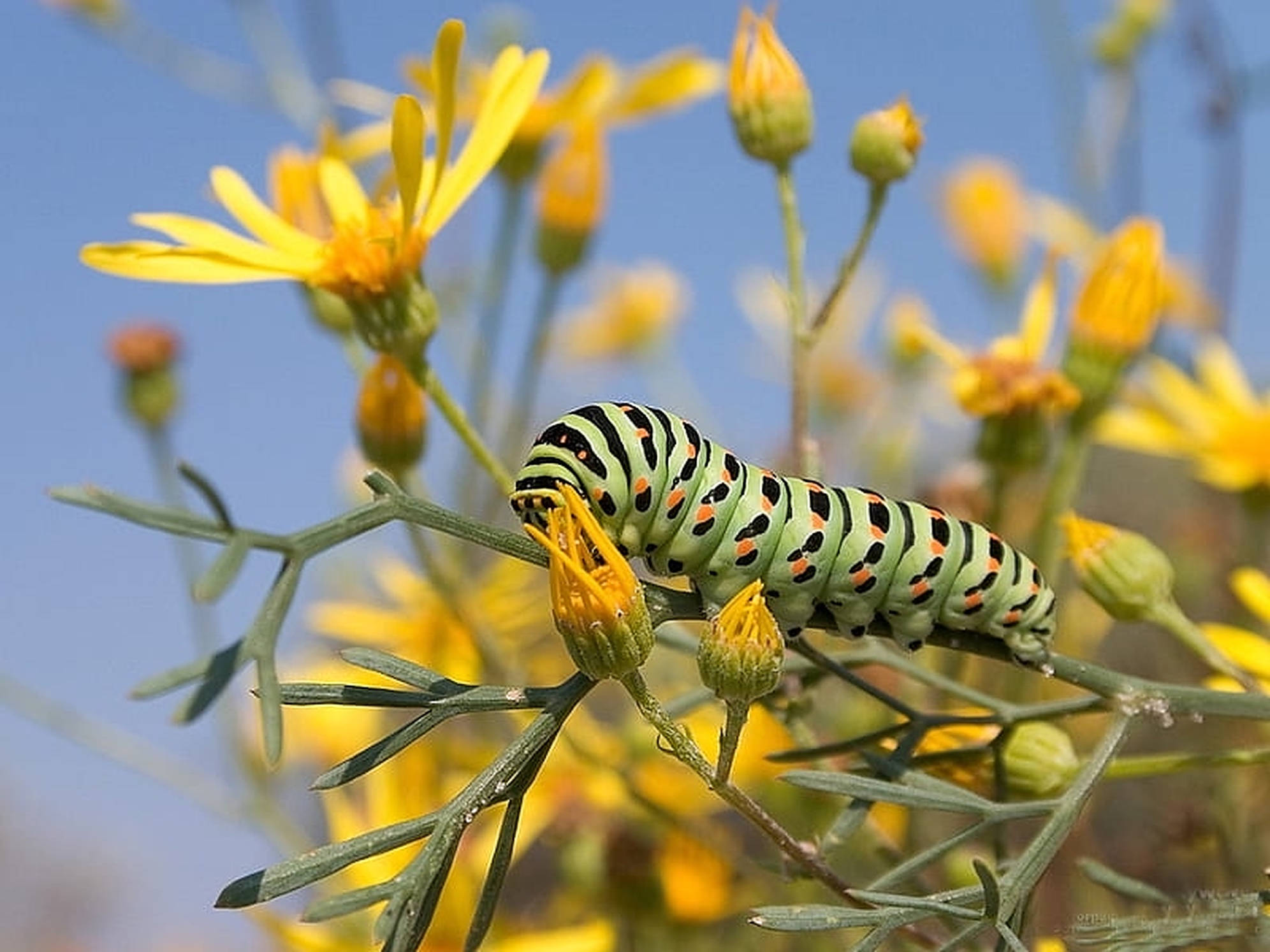 Caterpillar Insect 桌布 壁紙 — 一條鮮綠色、帶有黑色和橙色斑點的毛蟲，在清澈的藍天下咀嚼著一朵黃花。