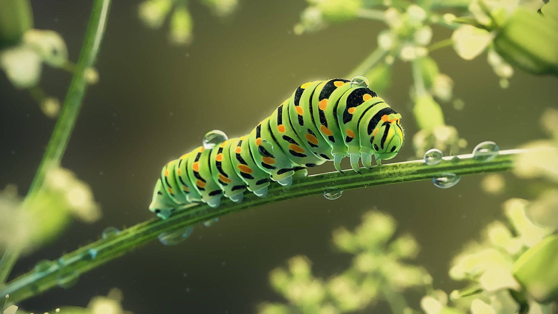 Caterpillar Insect 桌布 壁紙 — 一條鮮綠色、帶有黑色和橙色條紋的毛蟲，在陽光明媚的花園中，在一片沾滿露水的葉子上爬行。
