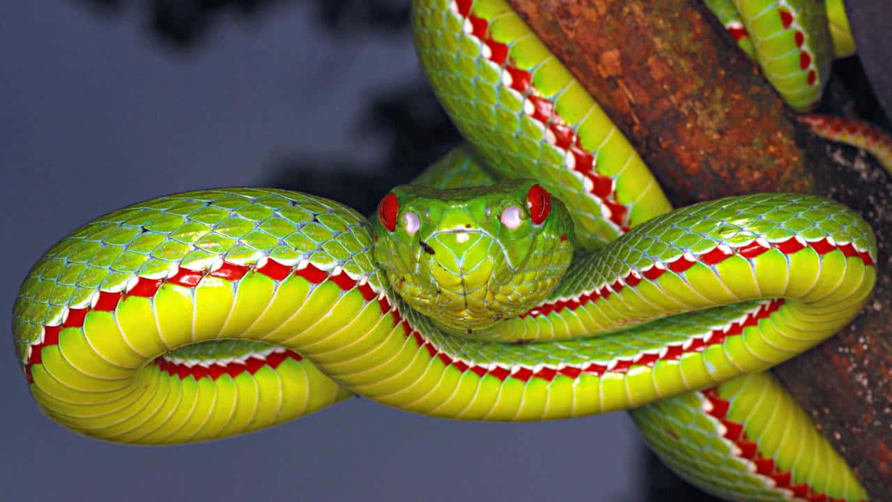 Scary Snake 桌布 壁紙 — 一條鮮綠色、紅眼、帶紅色條紋鱗片的蛇緊緊纏繞在長滿苔蘚的樹枝上。