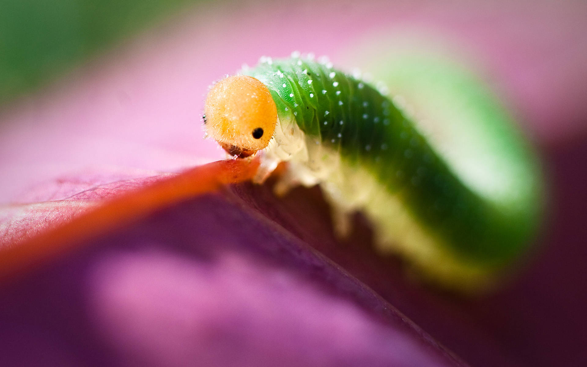 Caterpillar Insect 桌布 壁紙 — 一條鮮綠色、頭部橙色的毛蟲，在淺景深中沿著紫色花瓣爬行。
