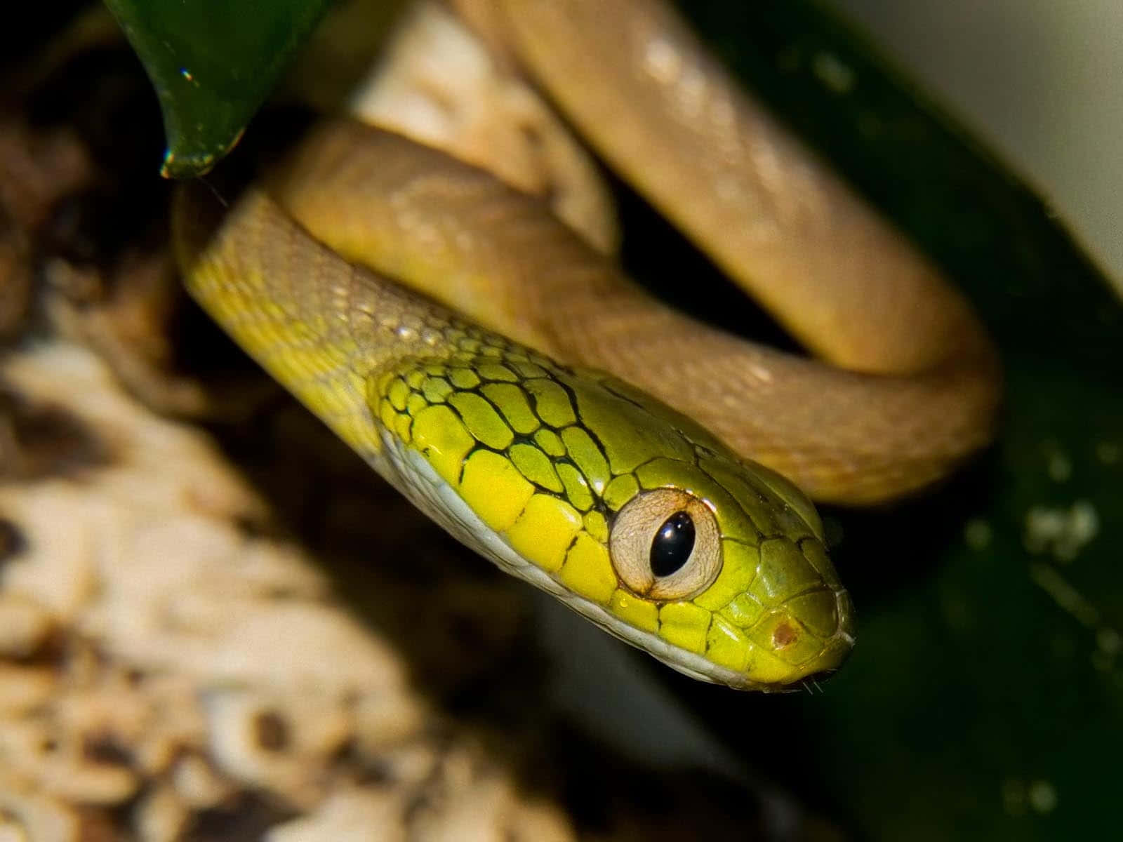 Yellow Snake 桌布 壁紙 — 一條鮮綠色、鱗片精細、眼神集中的蛇，在茂密的樹葉和紋理樹皮間優雅地盤繞。