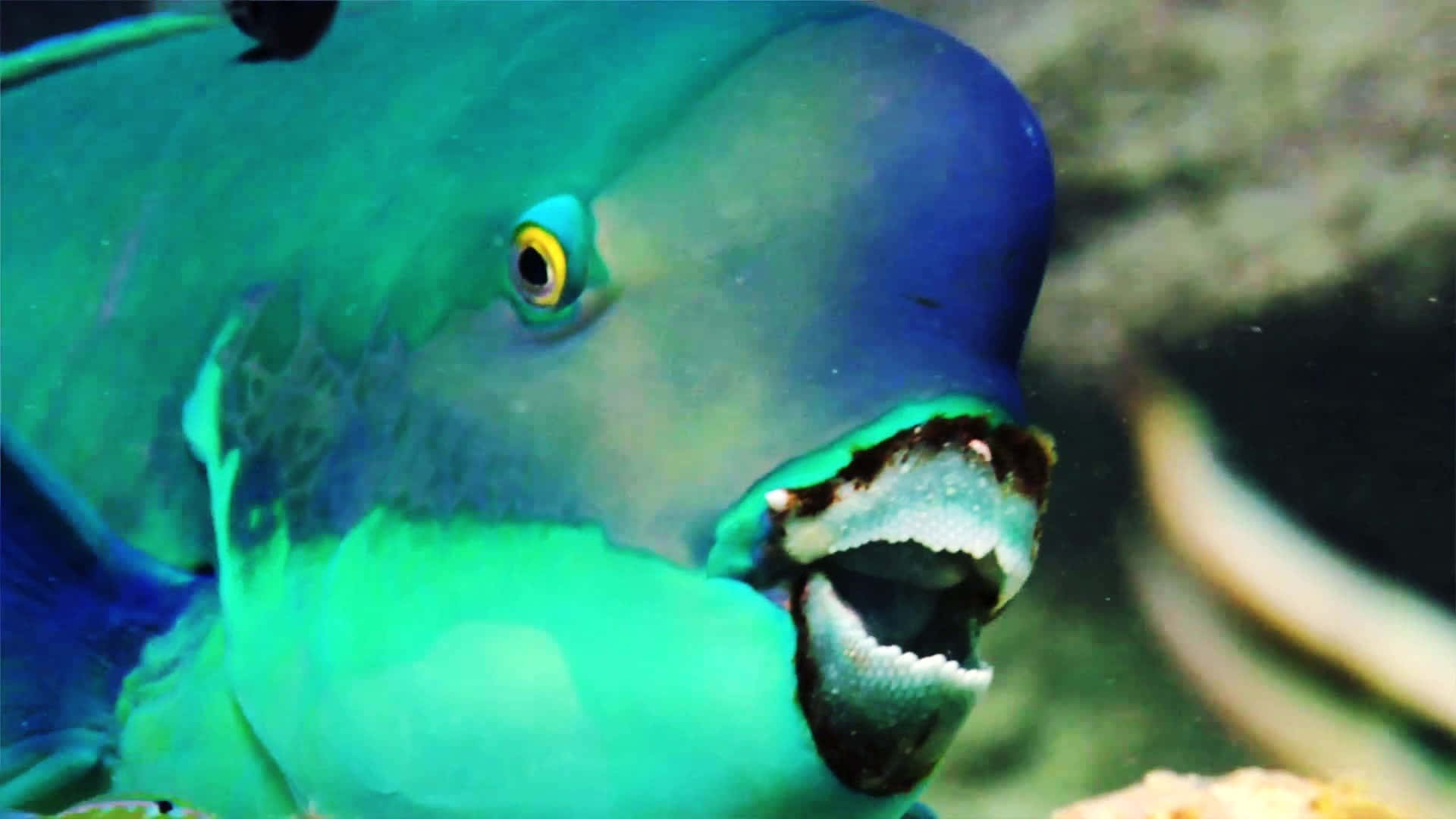 魚 桌布 壁紙 — 一條鮮綠色和藍色的鸚鵡魚特寫，帶有黃色環狀眼睛和張開的嘴巴露出牙齒。
