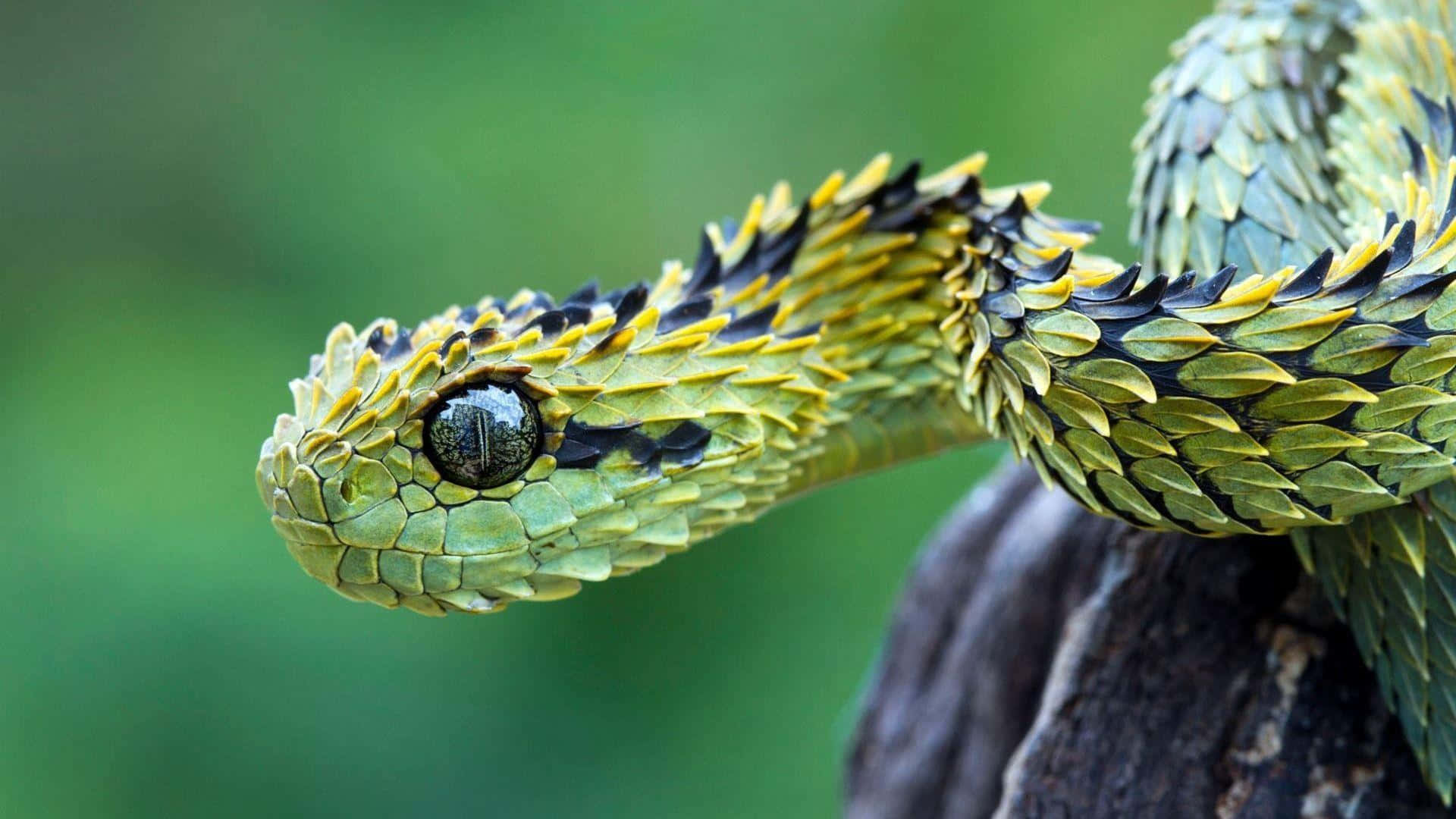 Cobra Snake 桌布 壁紙 — 一條鮮綠色和黃色的葉尾樹蝰蛇盤繞在深色樹枝上，背景為柔和的綠色，特寫鏡頭。