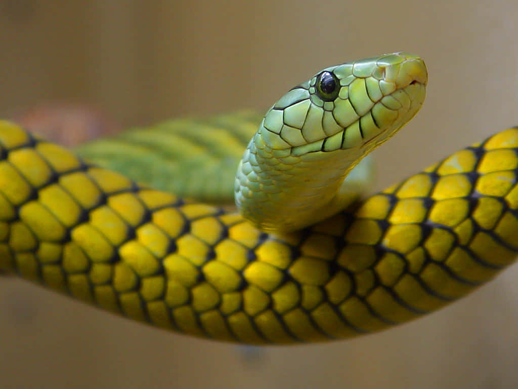 Scary Snake 桌布 壁紙 — 一條鮮綠色和黃色的蛇的特寫，帶有詳細的鱗片，盤繞著並抬起頭。