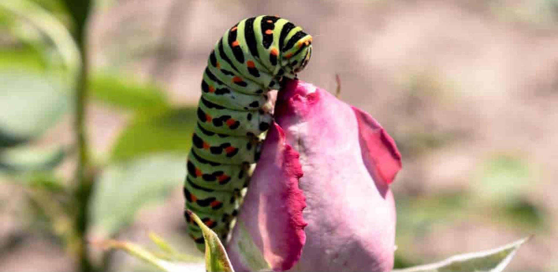 Caterpillar Insect 桌布 壁紙 — 一條鮮綠色和黑色條紋的毛毛蟲，帶有橙色斑點，在模糊的綠色樹葉背景下咀嚼柔軟的粉紅色玫瑰花蕾。