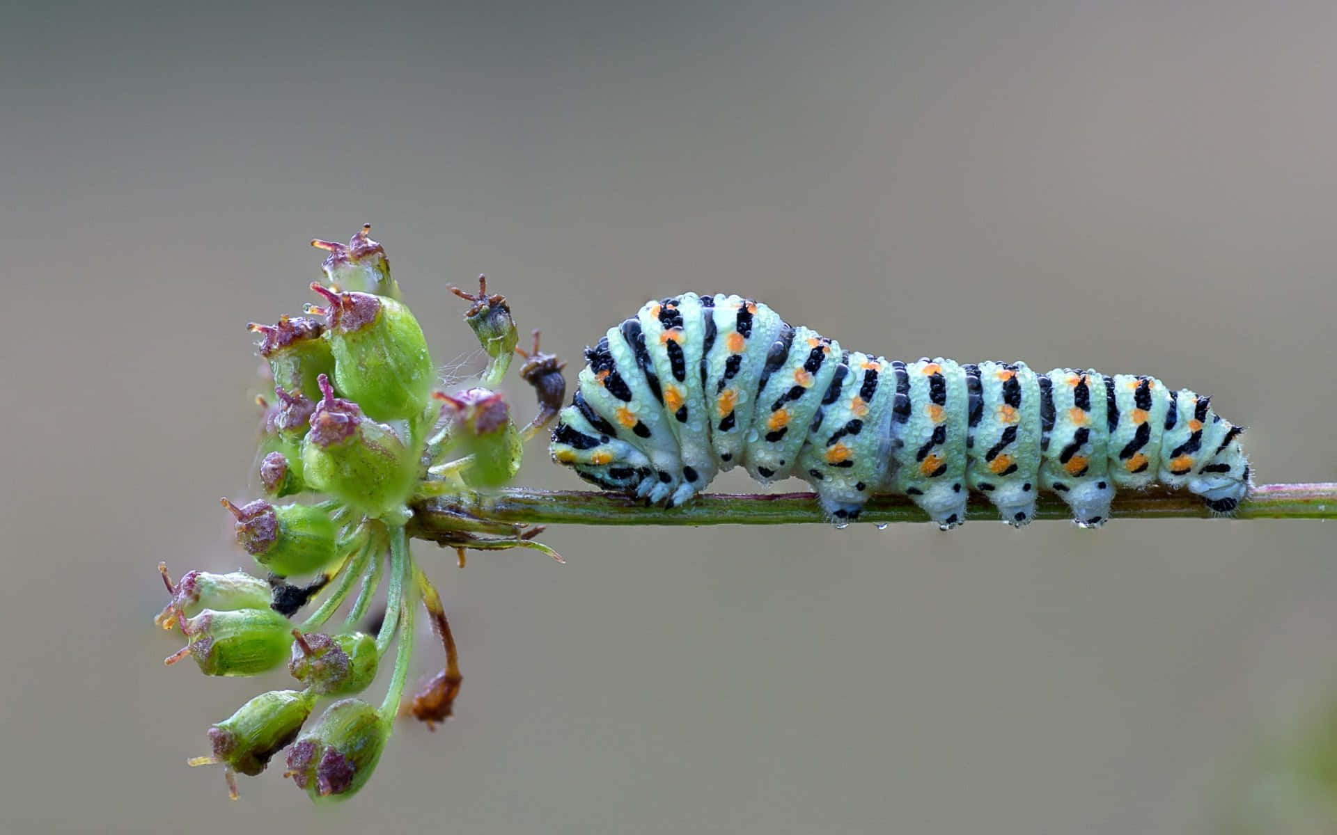 Caterpillar Insect 桌布 壁紙 — 一條鮮綠色和黑色條紋的毛毛蟲帶有橙色斑點，在細長的莖上爬行，旁邊是萌芽的綠色花朵。