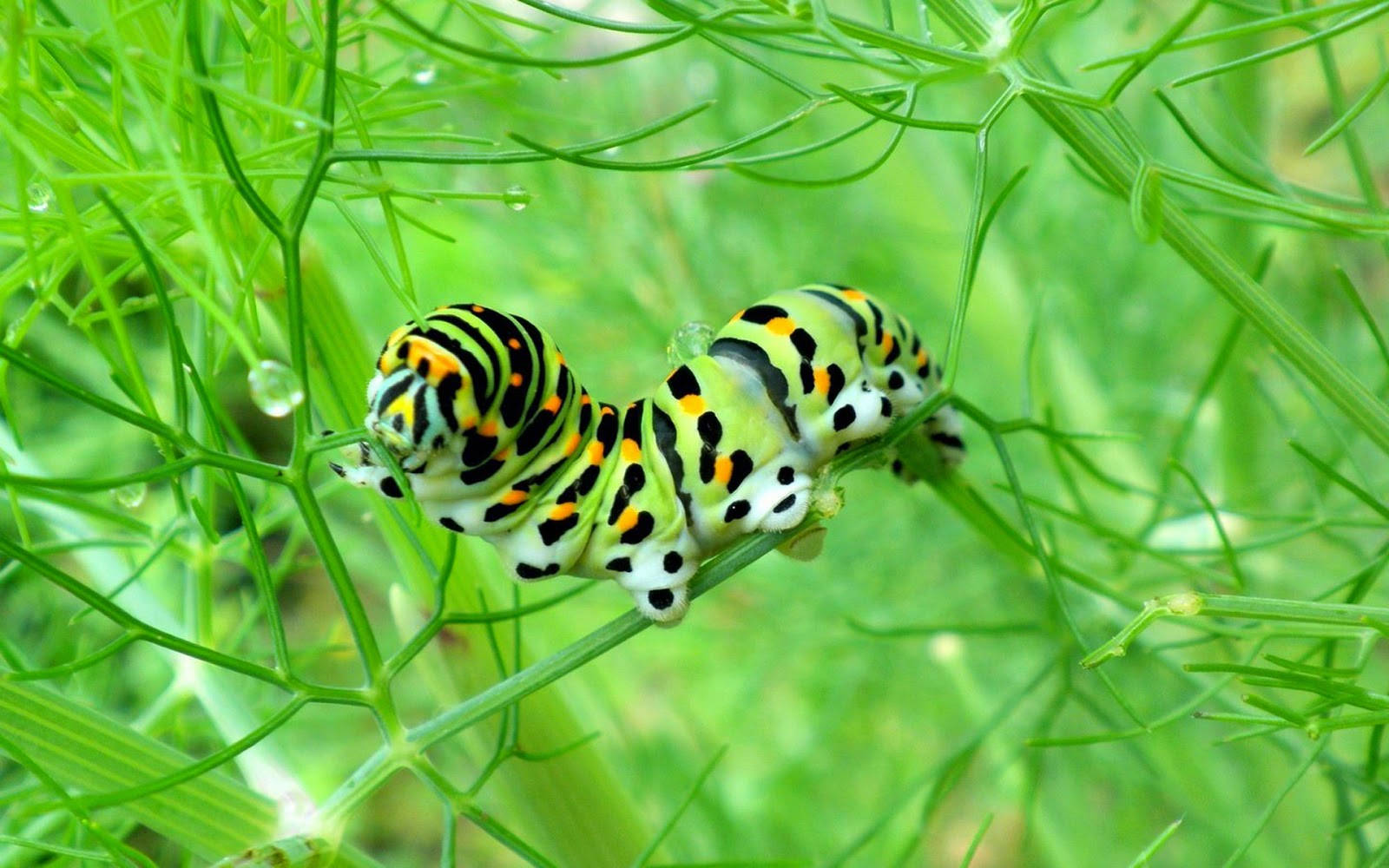 Caterpillar 桌布 壁紙 — 一條鮮綠色和黑色的毛毛蟲帶有橙色斑點，在明亮的日光下爬行於帶露水的蒔蘿莖上。