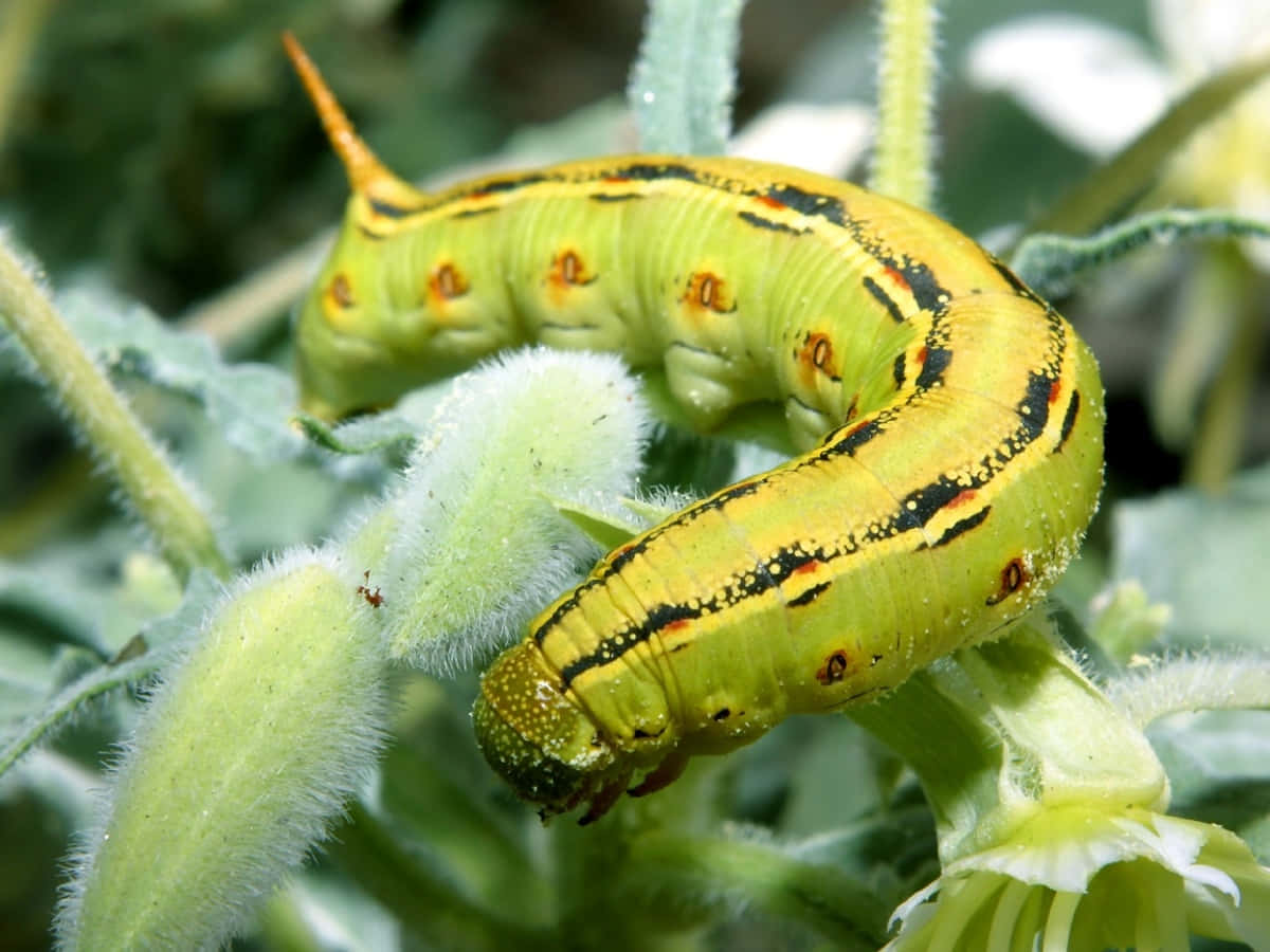 Caterpillar Insect 桌布 壁紙 — 一條鮮綠色帶有黑色和橙色斑紋的毛蟲緊貼在毛茸茸的綠色植物莖和白色花朵上。