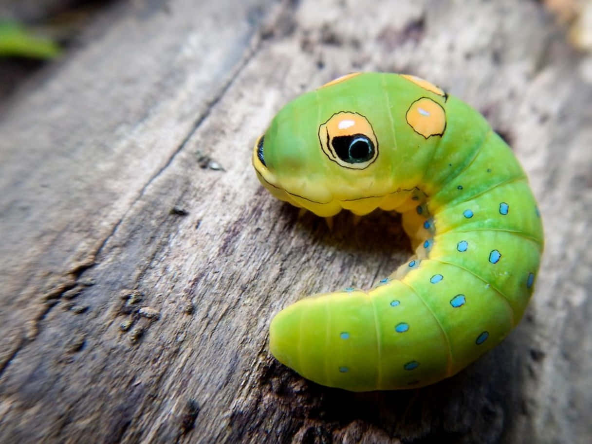 Caterpillar Insect 桌布 壁紙 — 一條鮮綠色毛毛蟲，帶有藍色斑點和大型眼狀斑紋，蜷曲在風化的木頭上。
