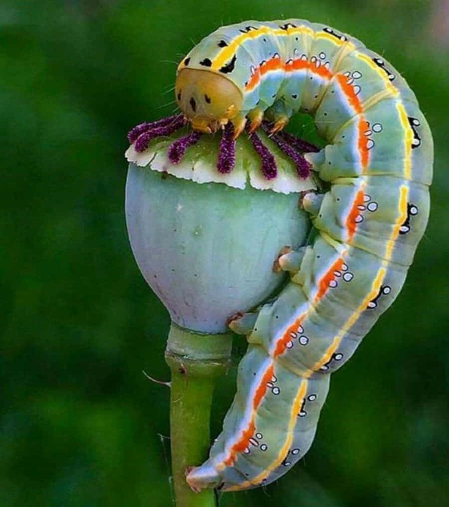 Caterpillar Insect 桌布 壁紙 — 一條鮮綠色毛蟲帶有橙色、黃色和白色斑紋，蜷繞在綠色罌粟花蕾上，背景是模糊的綠色。