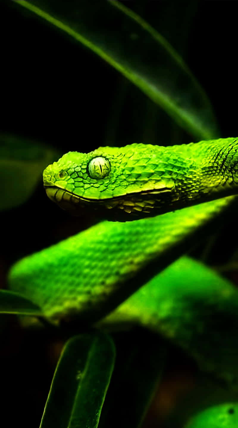 reptile 桌布 壁紙 — 一條鮮綠色的坑蛇，發光的眼睛，盤繞在陰暗叢林環境中的深色樹葉之間休息。