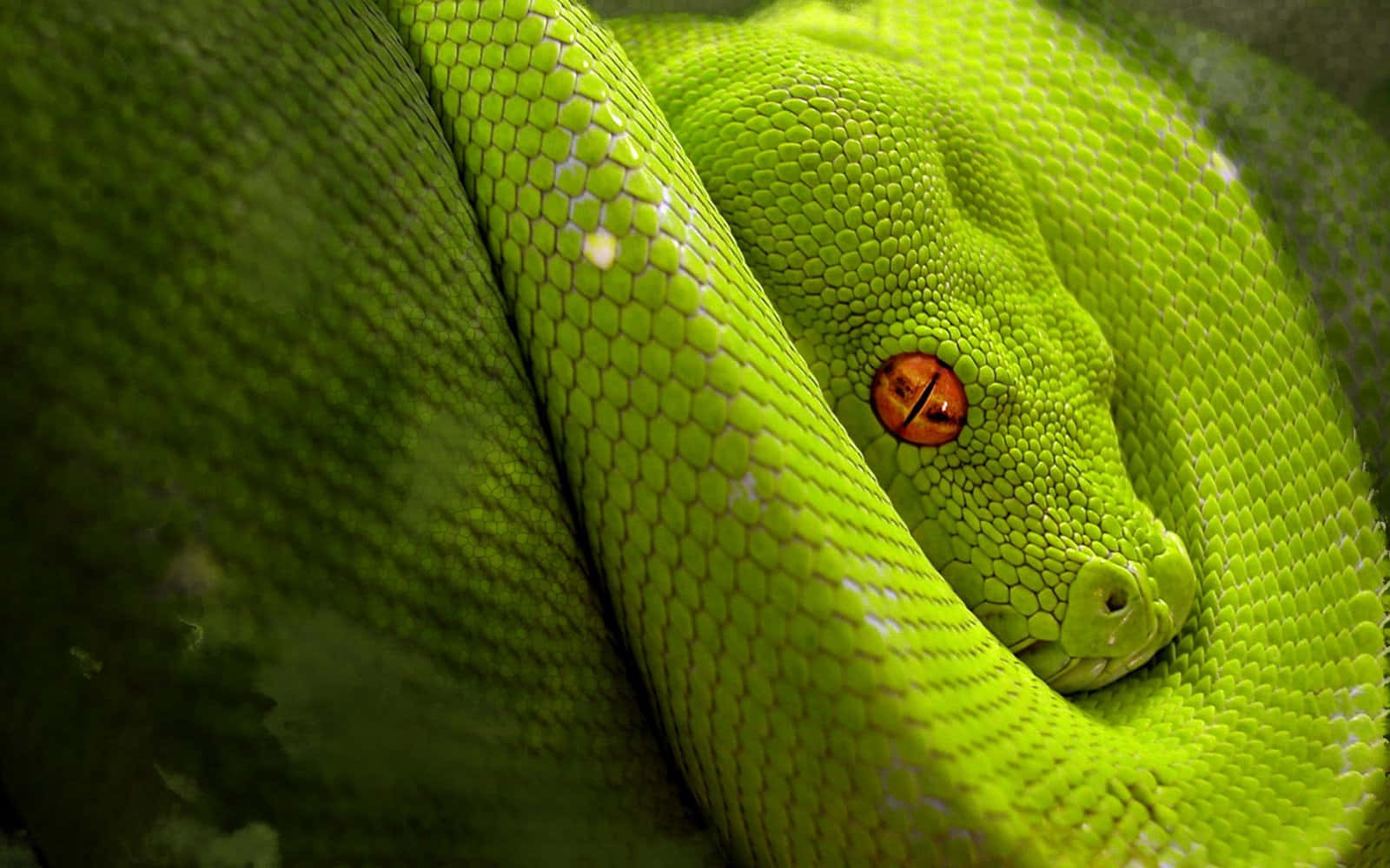 Scary Snake 桌布 壁紙 — 一條鮮綠色的樹蟒緊緊盤繞，帶有搶眼的橙色眼睛向前凝視。