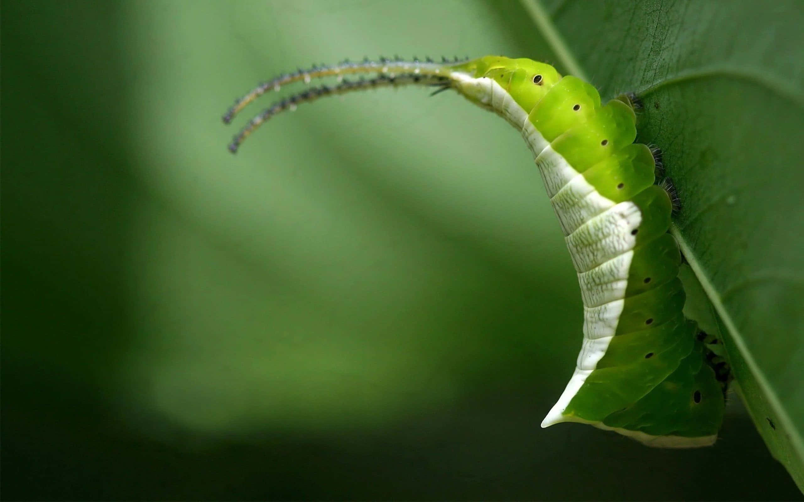 Caterpillar Insect 桌布 壁紙 — 一條鮮綠色的毛毛蟲，帶有白色條紋和黑色斑點，緊貼在葉子上，長長的觸角向上彎曲，襯托著柔和的綠色背景。