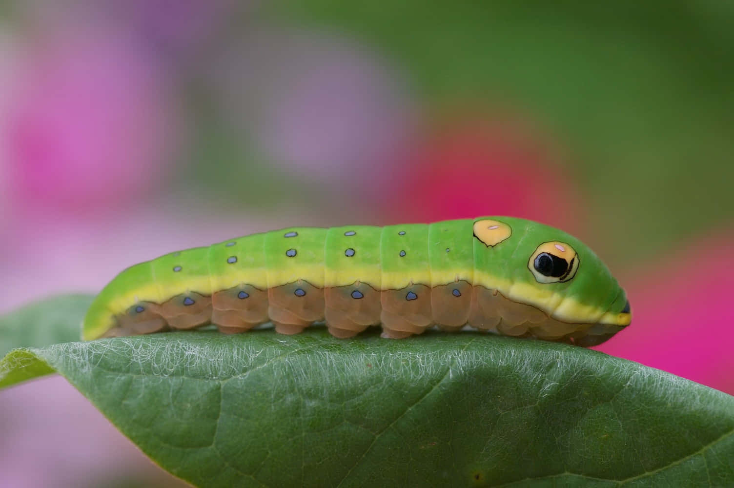 Caterpillar Insect 桌布 壁紙 — 一條鮮綠色的毛毛蟲，帶有藍色斑點和黃色標記，在一片茂盛的綠葉上休息，背景是柔和的粉紅色和綠色模糊效果。