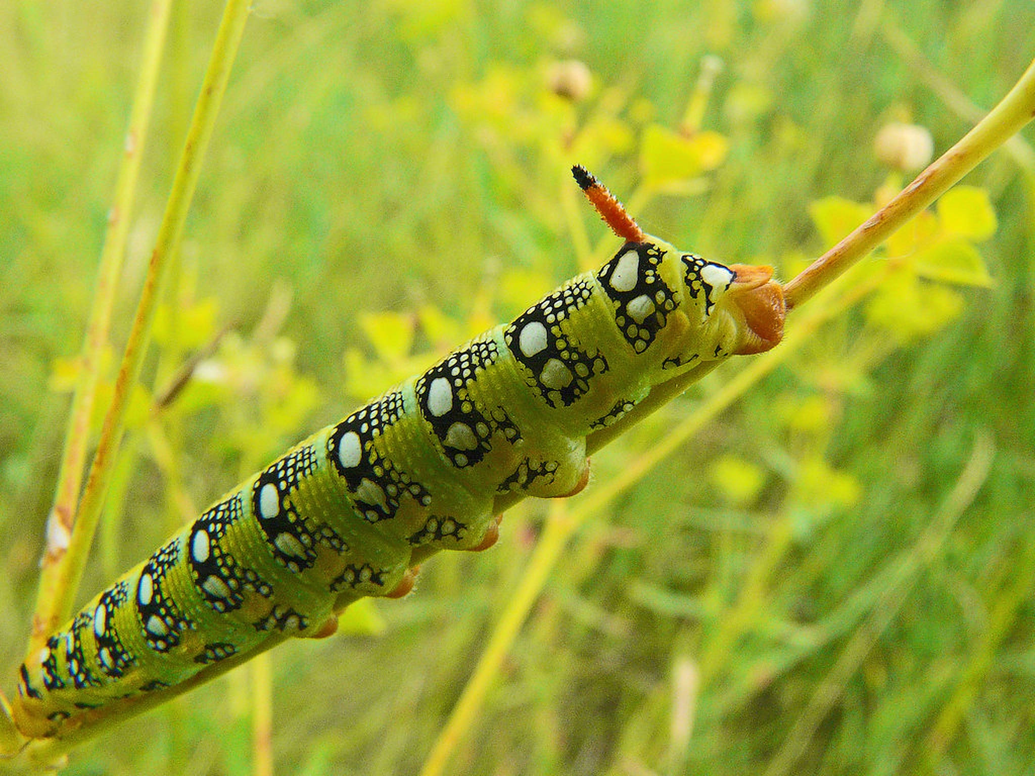 Caterpillar Insect 桌布 壁紙 — 一條鮮綠色的毛毛蟲，帶有黑白斑點圖案，緊貼在陽光明媚的草地上的一根細莖上。