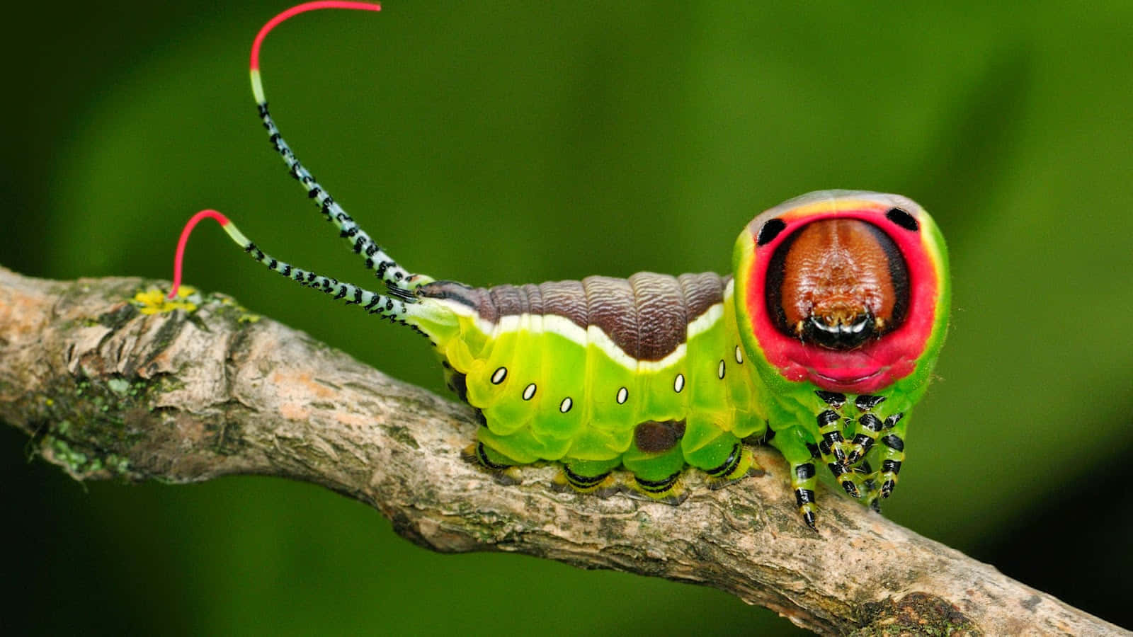 Caterpillar Insect 桌布 壁紙 — 一條鮮綠色的毛毛蟲，有紅色和黑色的觸角，棲息在長滿苔蘚的樹枝上，背景是模糊的綠色。