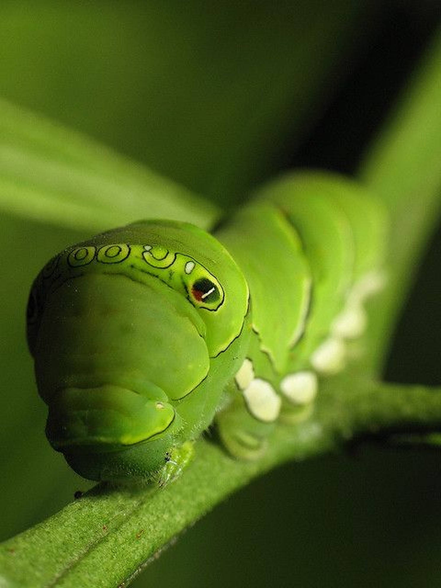 Caterpillar Insect 桌布 壁紙 — 一條鮮綠色的毛毛蟲，有著引人注目的紅色眼睛，棲息在一片葉子上，其分節的身體在柔和的模糊綠色背景下細節清晰可見。