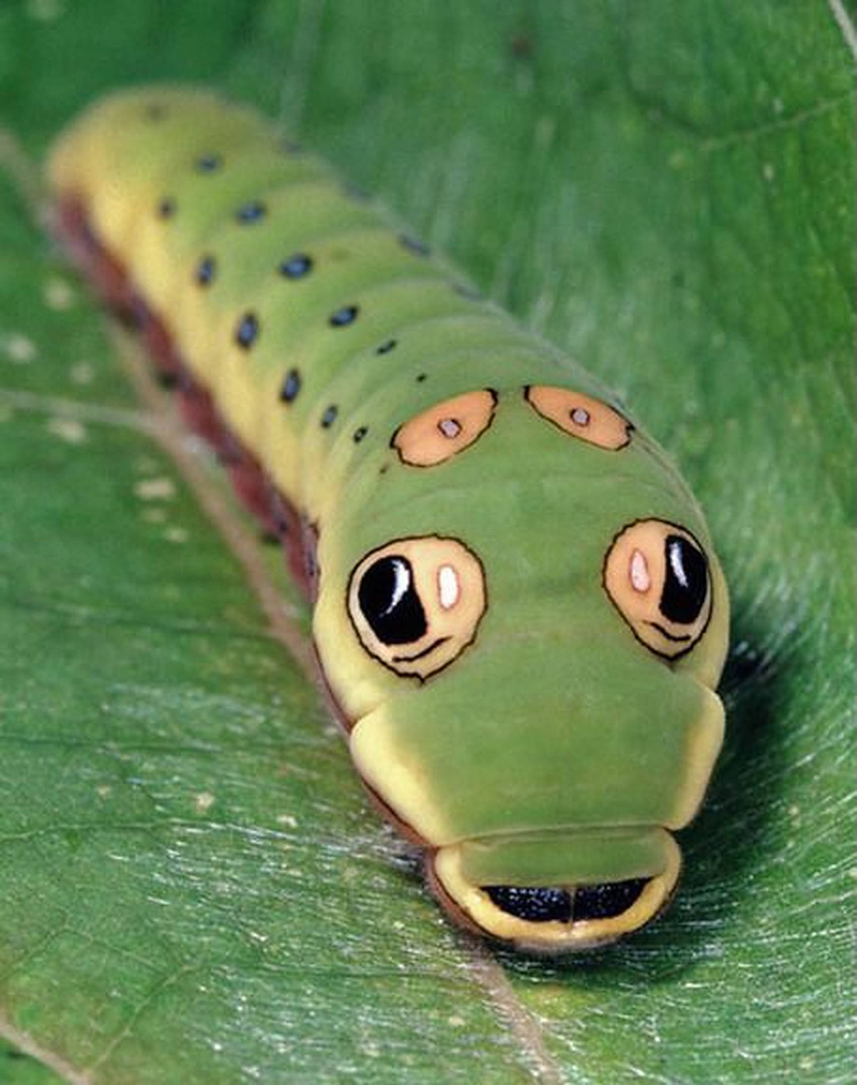 Caterpillar Insect 桌布 壁紙 — 一條鮮綠色的毛毛蟲，長著卡通般的眼睛，停在一片茂盛的綠葉上，直視著觀看者。