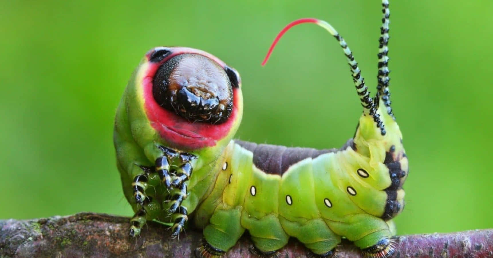 Caterpillar Insect 桌布 壁紙 — 一條鮮綠色的毛毛蟲，頭部有紅色邊緣和條紋觸角，棲息在長滿苔蘚的樹枝上，背景是柔和的綠色。