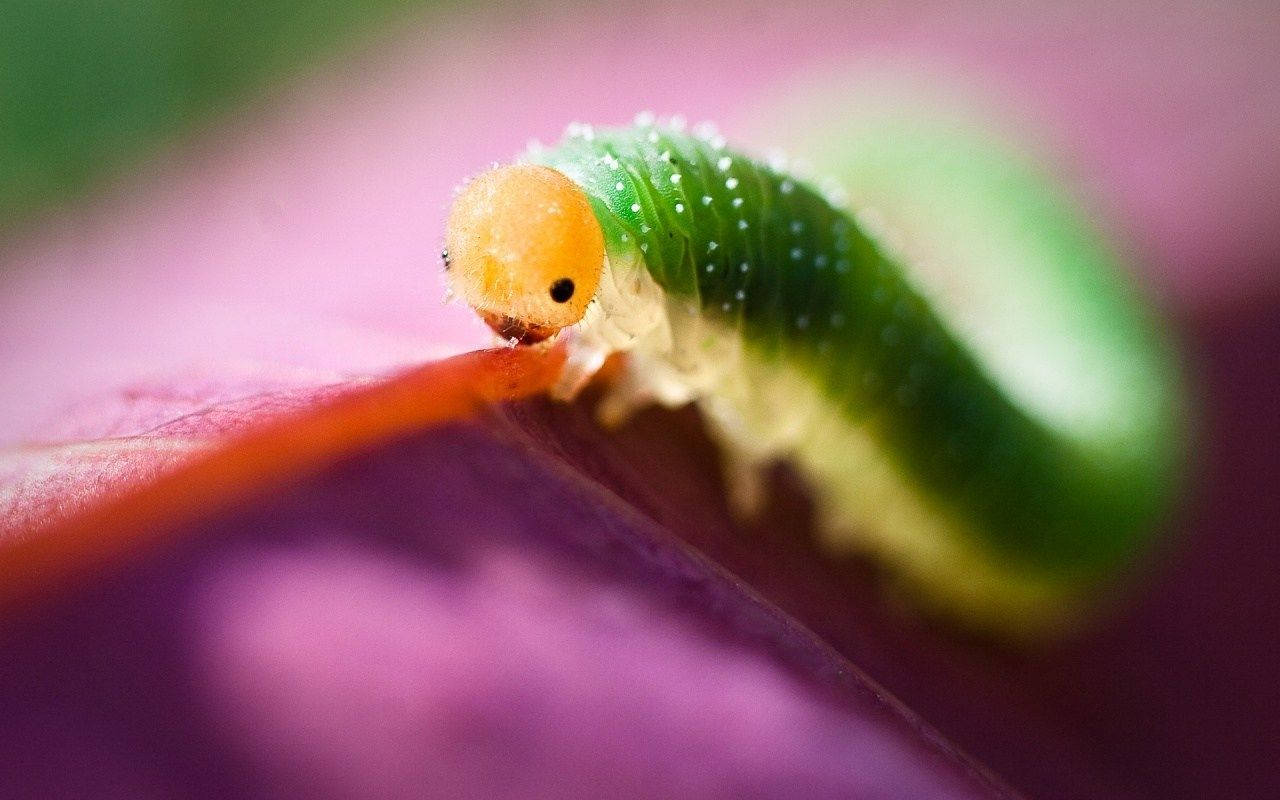 Insect 桌布 壁紙 — 一條鮮綠色的毛毛蟲，頭部橙色，正在柔焦微距鏡頭下啃食紫色花瓣。