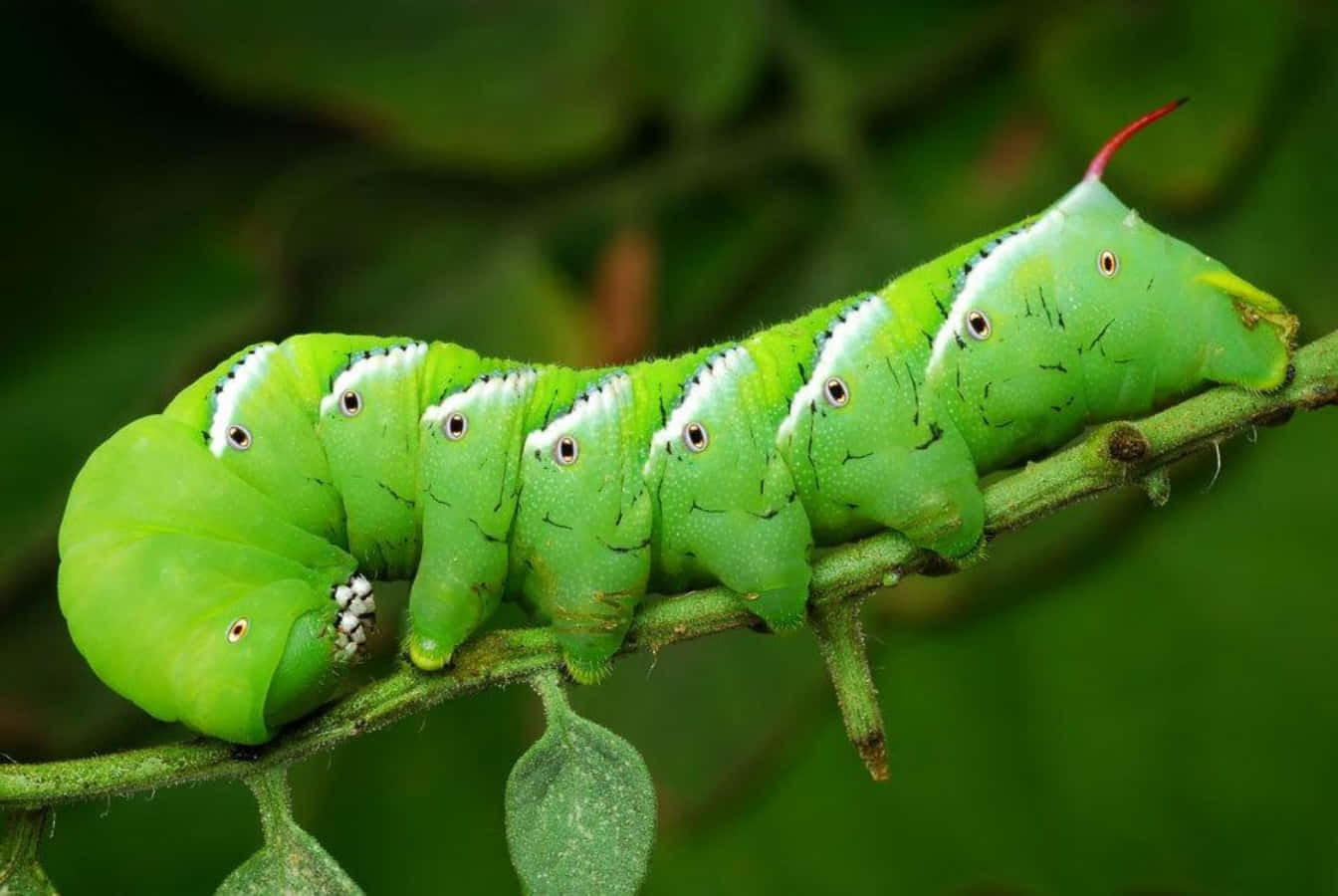 Caterpillar Insect 桌布 壁紙 — 一條鮮綠色的毛蟲，帶有眼狀斑點和紅色角，棲息在茂密樹葉中的樹枝上。