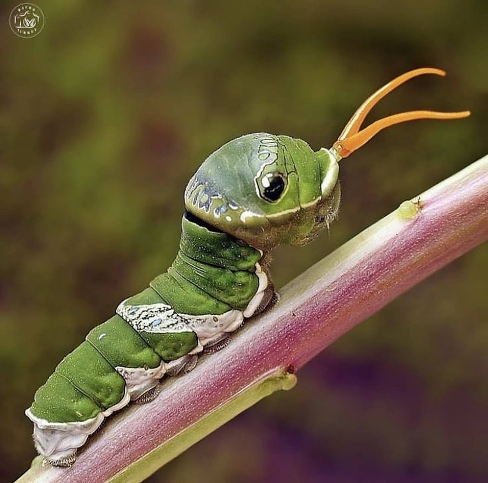 Caterpillar Insect 桌布 壁紙 — 一條鮮綠色的毛蟲帶著橙色觸角，在柔和模糊的自然背景中緊抓住一根紫色的莖。