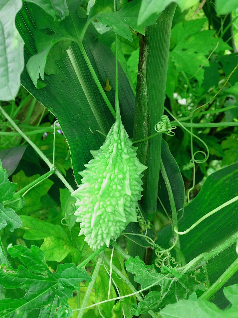 Plant 桌布 壁紙 — 一條鮮綠色的苦瓜掛在藤蔓上，周圍是茂密的葉子，在陽光明媚的花園中。