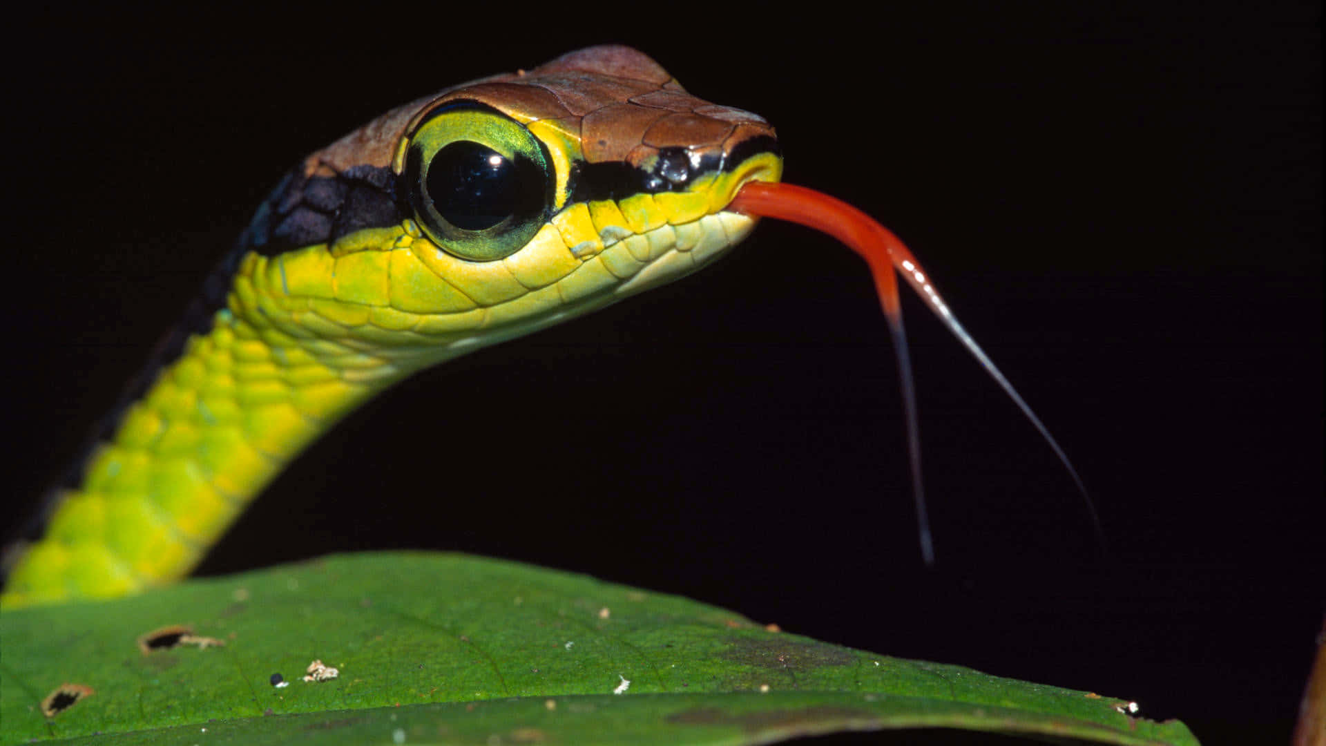 reptiles 桌布 壁紙 — 一條鮮綠色的蛇，帶有紅色的分叉舌頭，從葉子頂部伸出，背景為黑色。