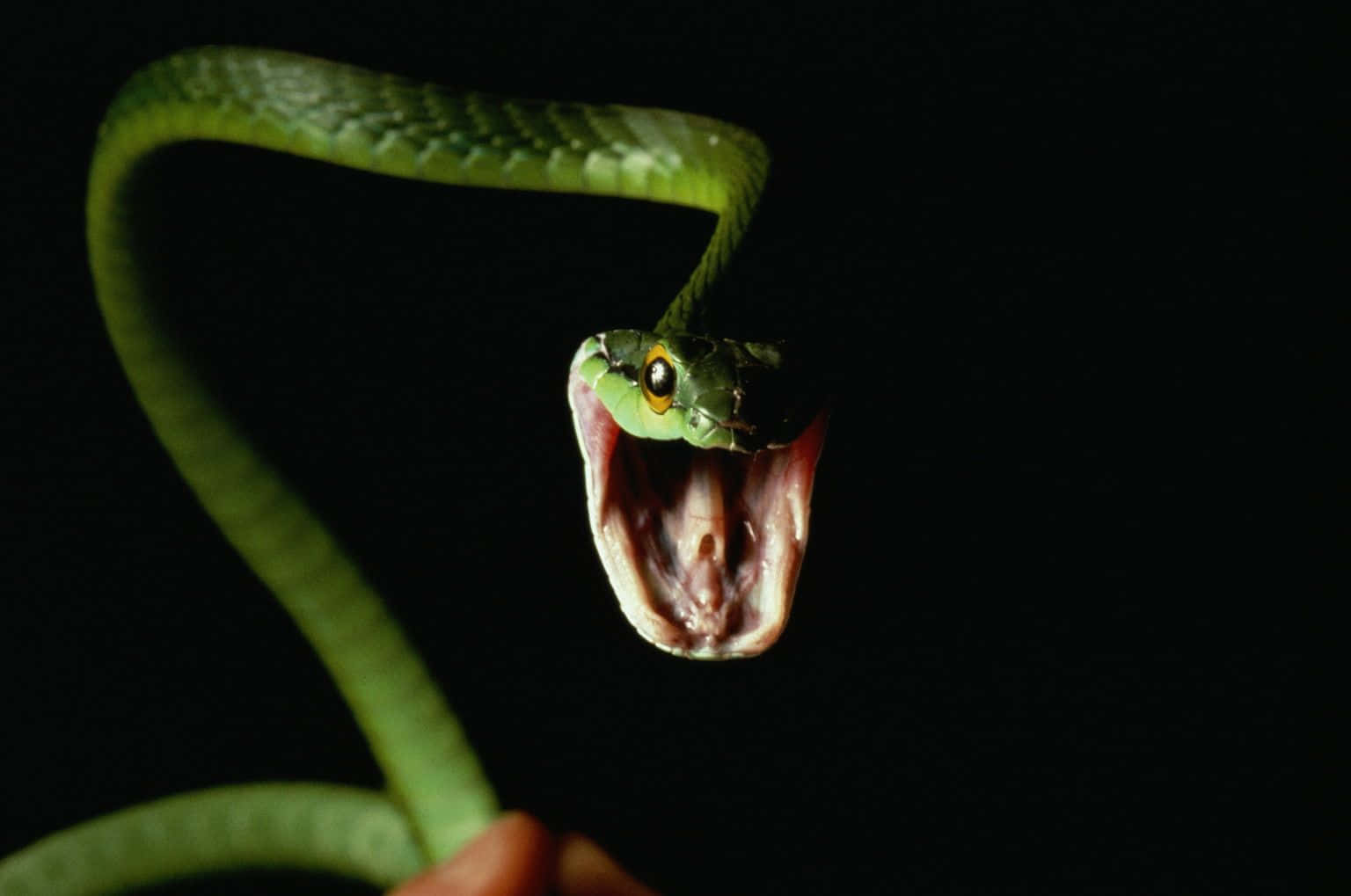 Scary Snake 桌布 壁紙 — 一條鮮綠色的蛇張開嘴巴，帶有醒目的黃色眼睛，被握在黑色背景前。