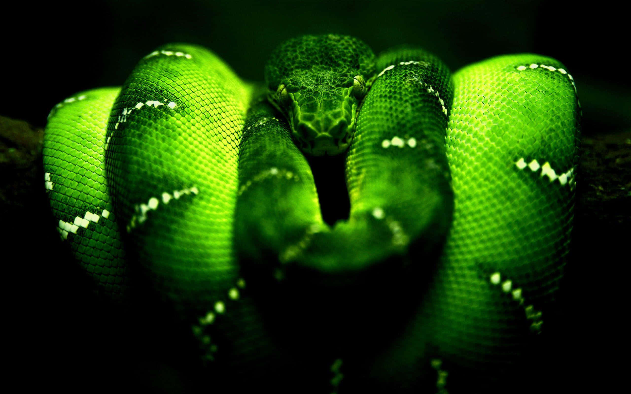 Rattlesnake 桌布 壁紙 — 一條鮮綠色的蛇緊緊纏繞在樹枝上，其鱗片在黑色背景下的戲劇性燈光中閃閃發光。
