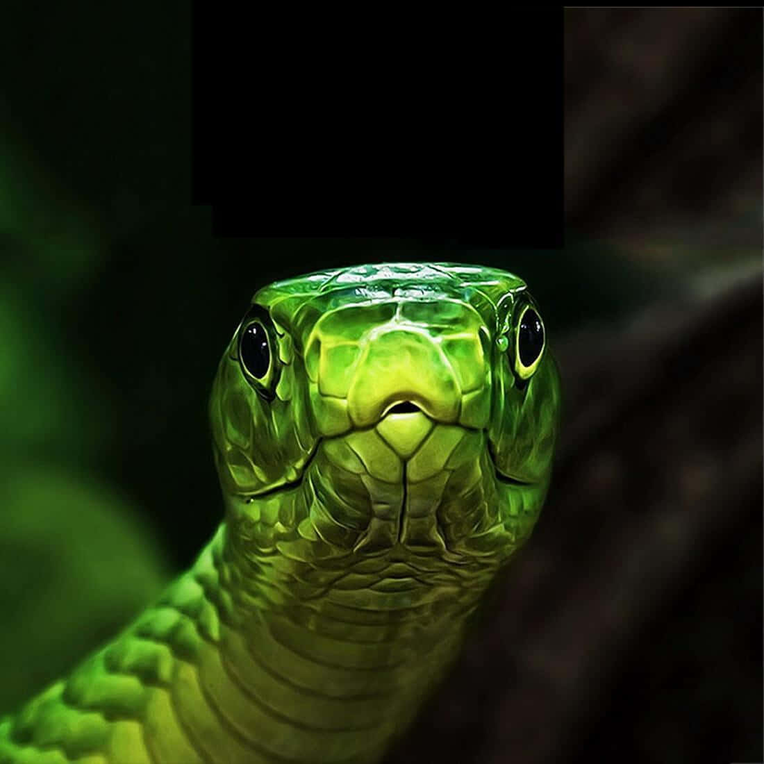 Scary Snake 桌布 壁紙 — 一條鮮綠色蛇的特寫，眼神強烈，直視觀眾，背景暗黑模糊。