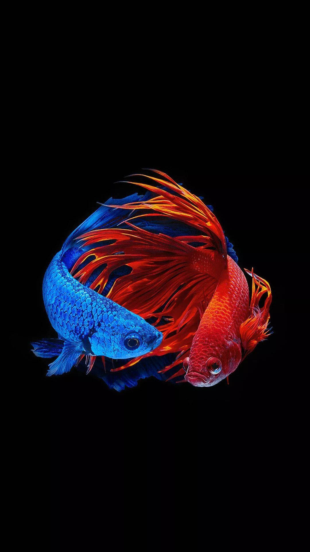 動物 桌布 壁紙 — 一條鮮藍色和火紅色的鬥魚在純黑背景下進行戲劇性的對峙。