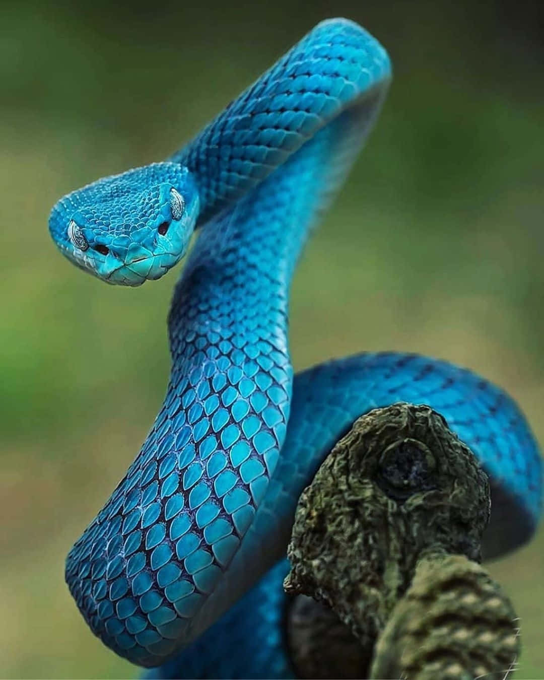 Scary Snake 桌布 壁紙 — 一條鮮藍色的蛇優雅地纏繞在粗糙的樹枝上，鱗片在柔和自然光下閃閃發光。