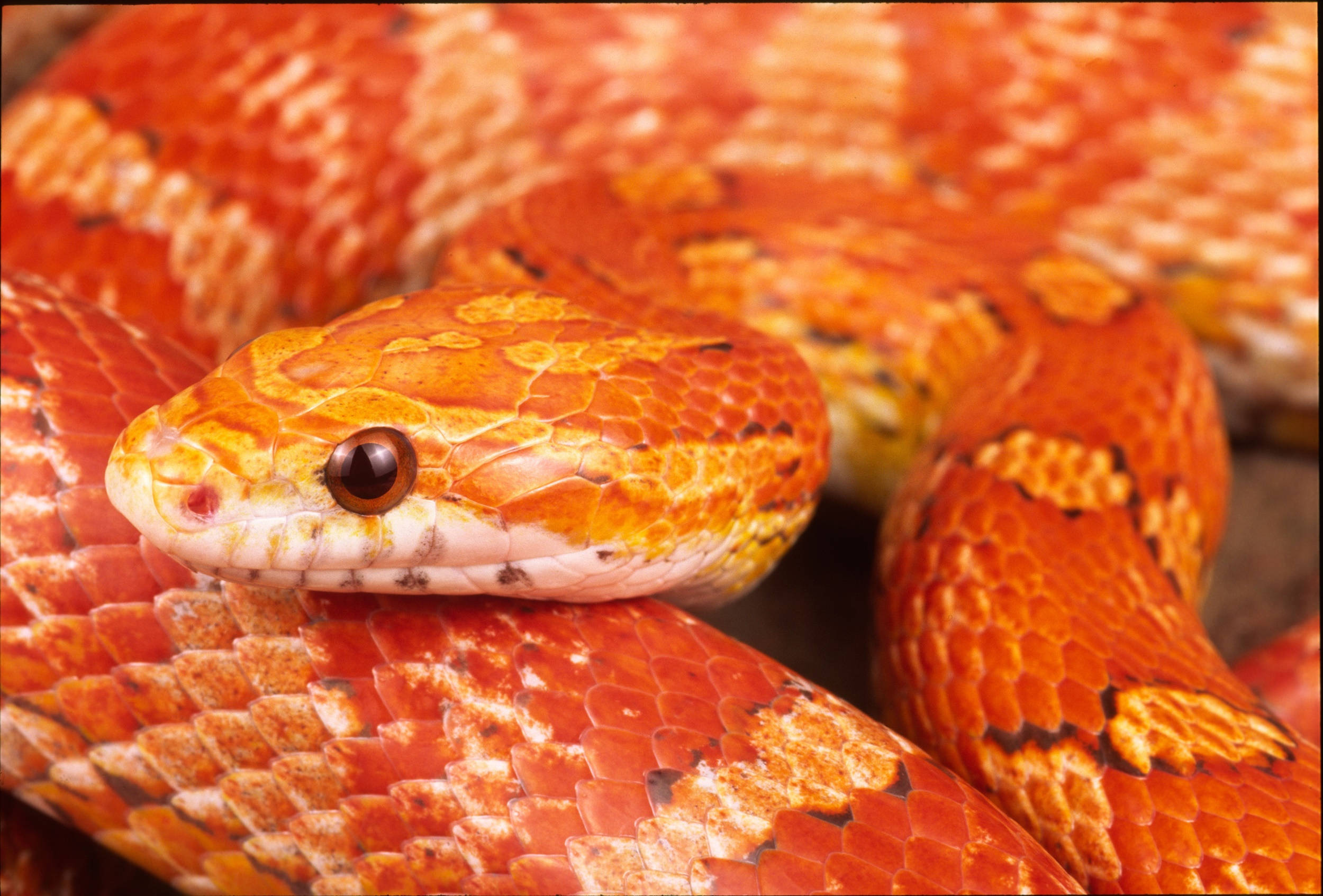 reptile 桌布 壁紙 — 一條鮮豔橙色蛇的特寫，帶有細緻鱗片和專注的眼睛，以柔和焦點盤繞。