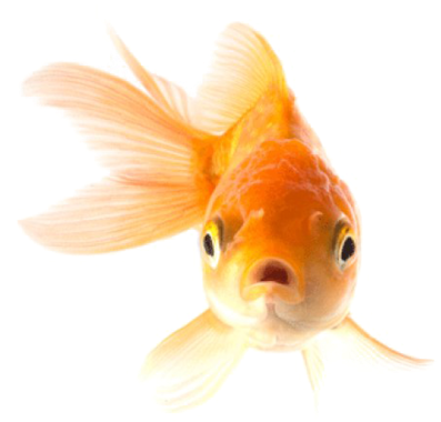 金魚 桌布 壁紙 — 一條鮮豔橙色金魚的特寫，擁有流動的魚鰭，在純白背景下直視觀眾。