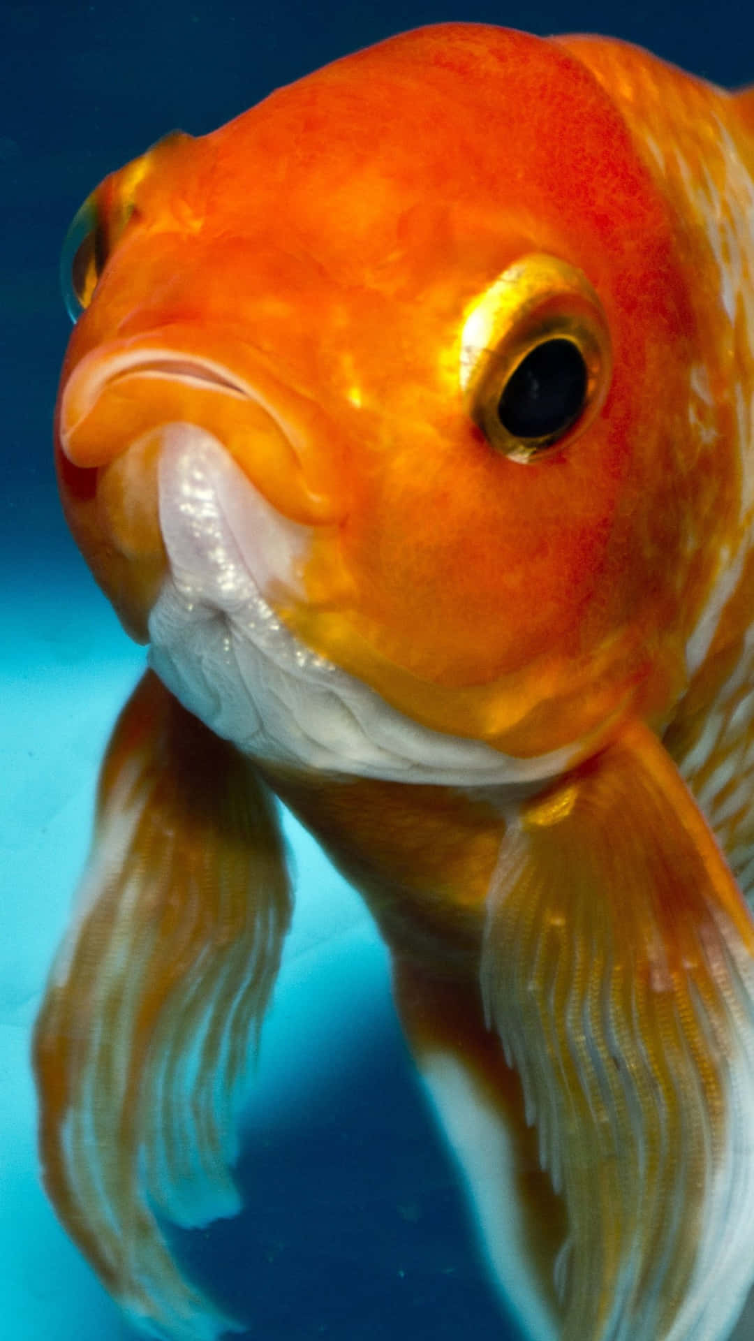 魚 桌布 壁紙 — 一條鮮豔橙色金魚的特寫，牠有飄逸的魚鰭，在清澈的藍色水中游動。