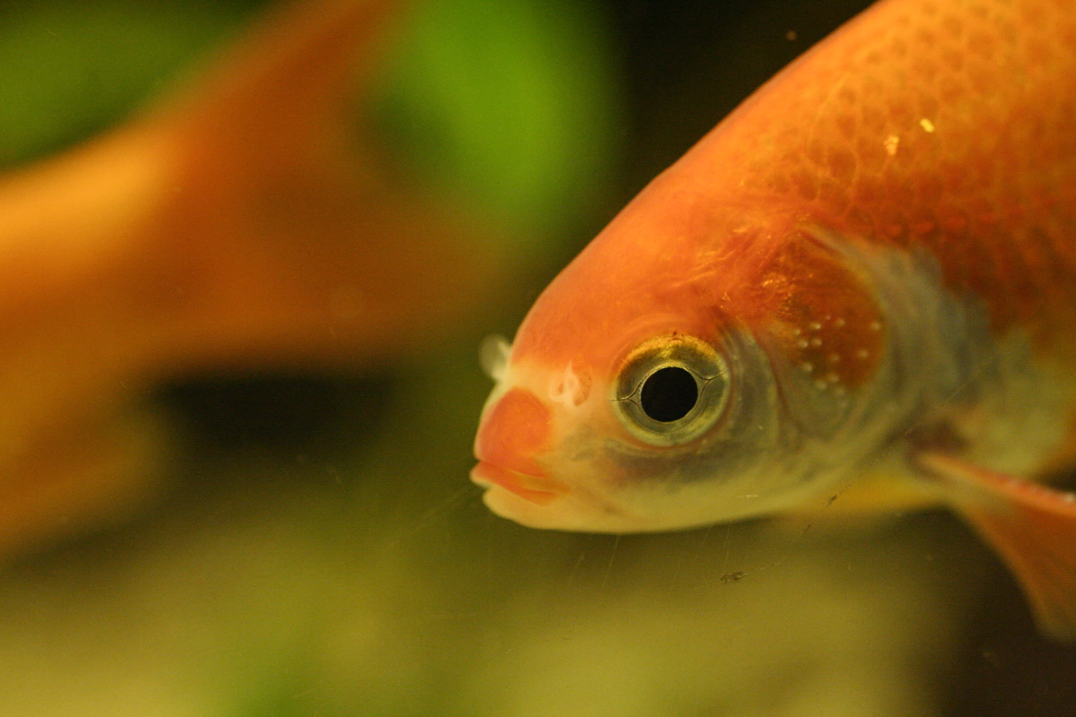 Goldfish 桌布 壁紙 — 一條鮮豔橙色鯉魚的特寫，帶有細緻的鱗片和一隻大眼睛，在柔和模糊的綠色水生環境中游動。
