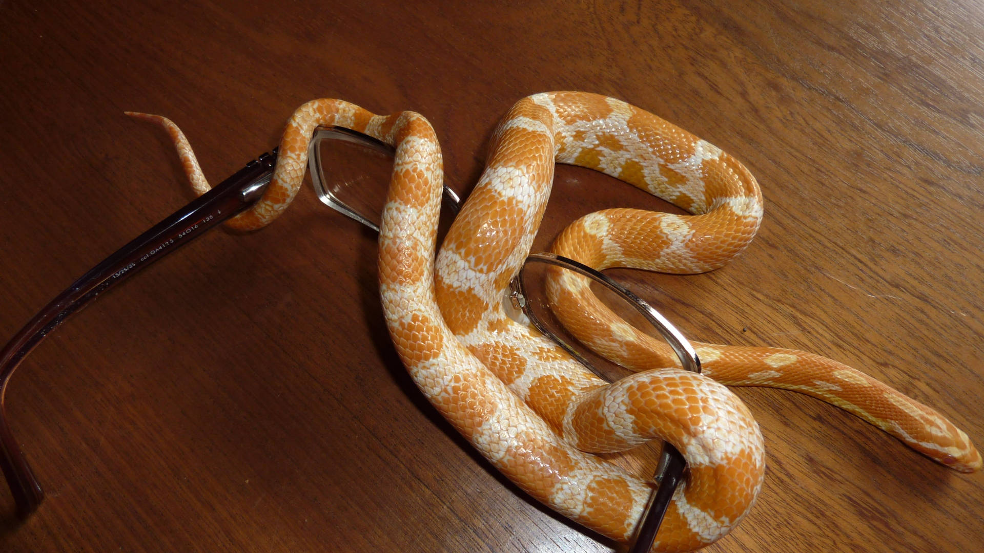 reptile 桌布 壁紙 — 一條鮮豔的橙白相間玉米蛇優雅地纏繞在一副眼鏡上，眼鏡放在溫暖的木質表面上。