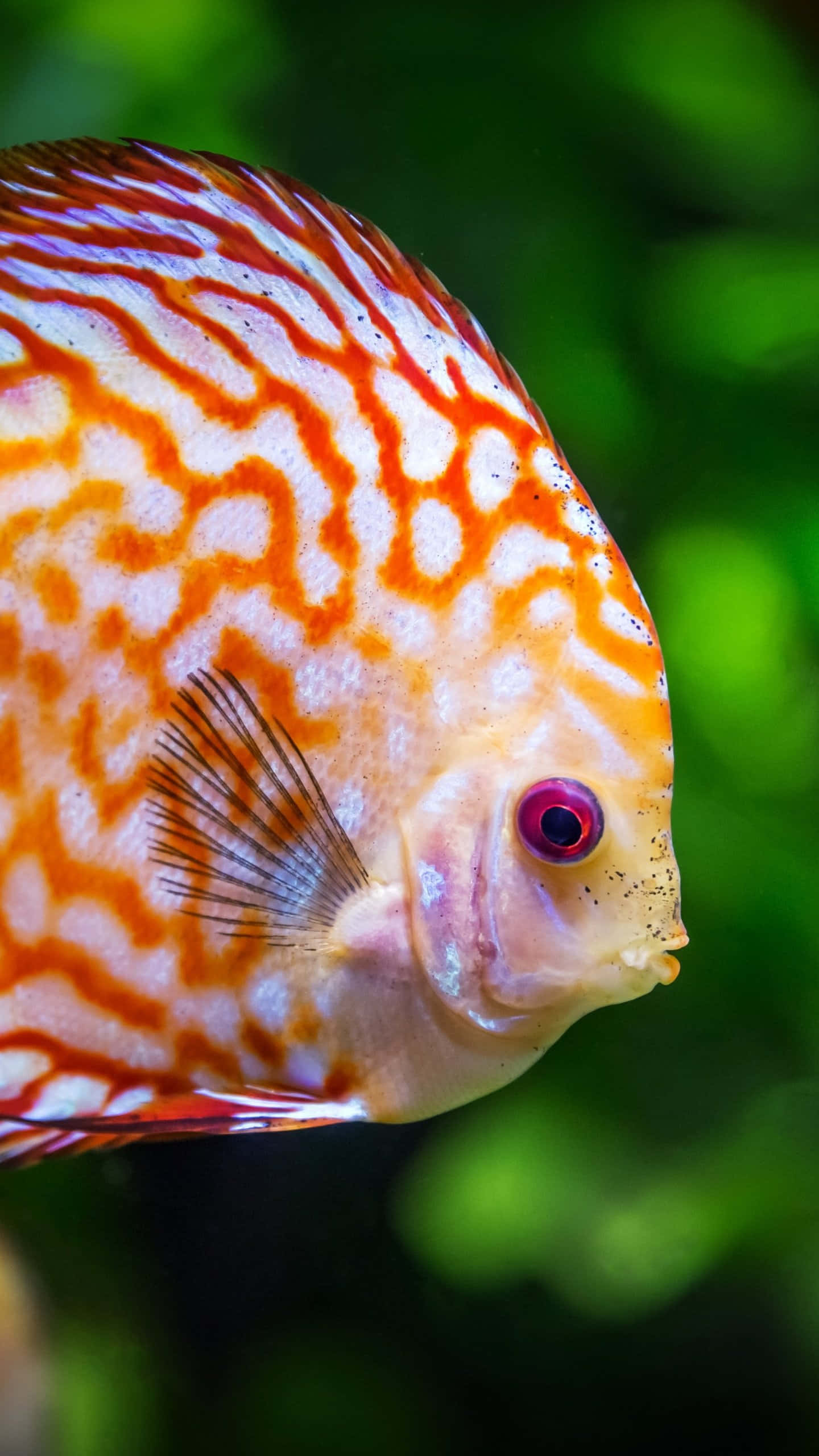 海洋 桌布 壁紙 — 一條鮮豔的橙白色神仙魚，帶有引人注目的紅色眼睛，在柔和的綠色水生背景下游泳。