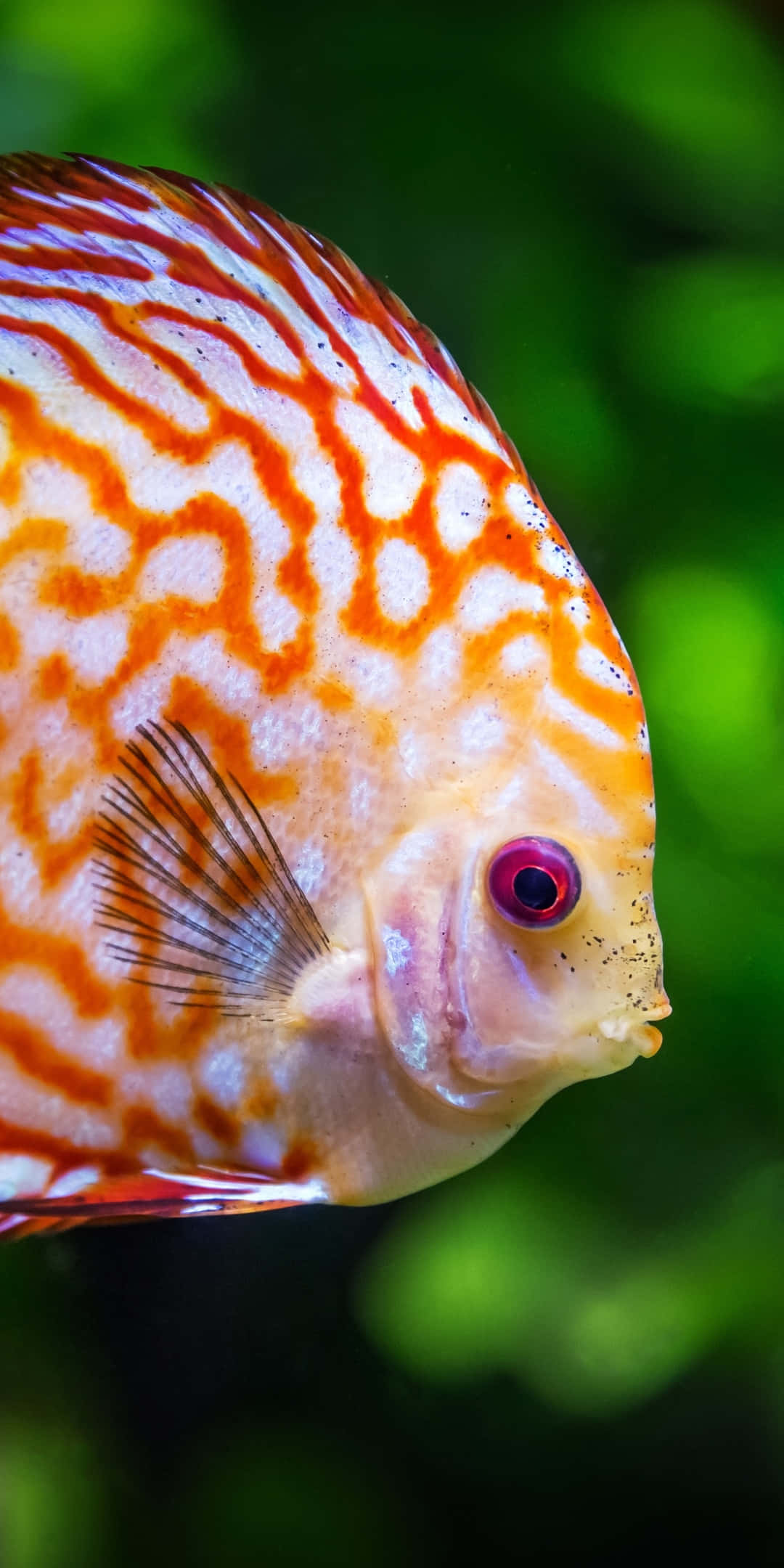 Pixel 3 Fish 桌布 壁紙 — 一條鮮豔的橙白色神仙魚，帶有複雜的花紋，在柔和的綠色模糊水生背景下游泳。