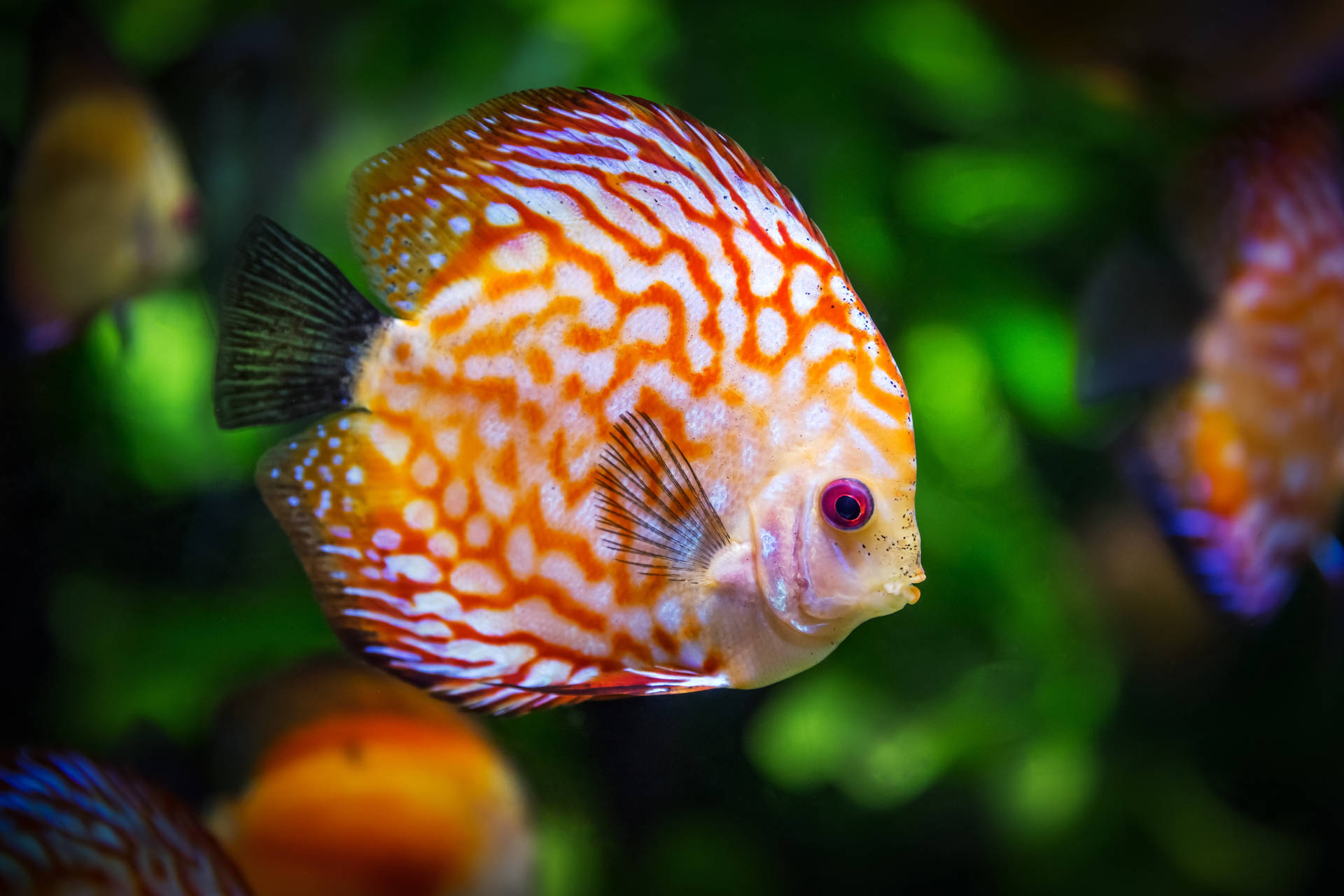 一條色彩繽紛的神仙魚在綠色水生環境中游泳。 — 魚 GIF 壁紙